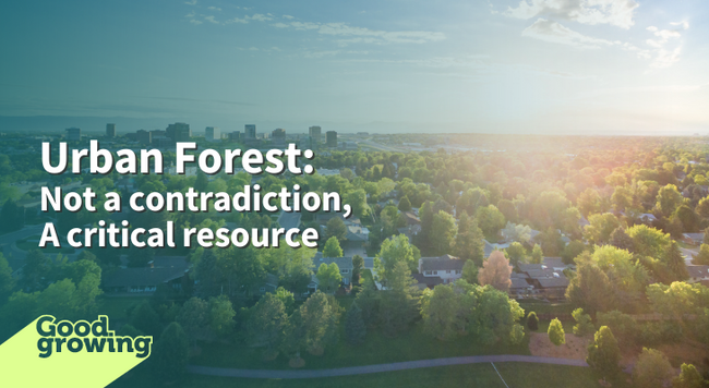 Urban Forest: Not a contradiction but a critical resource overhead photo of a community with low residential buildings and many trees blue sky with a few white clouds